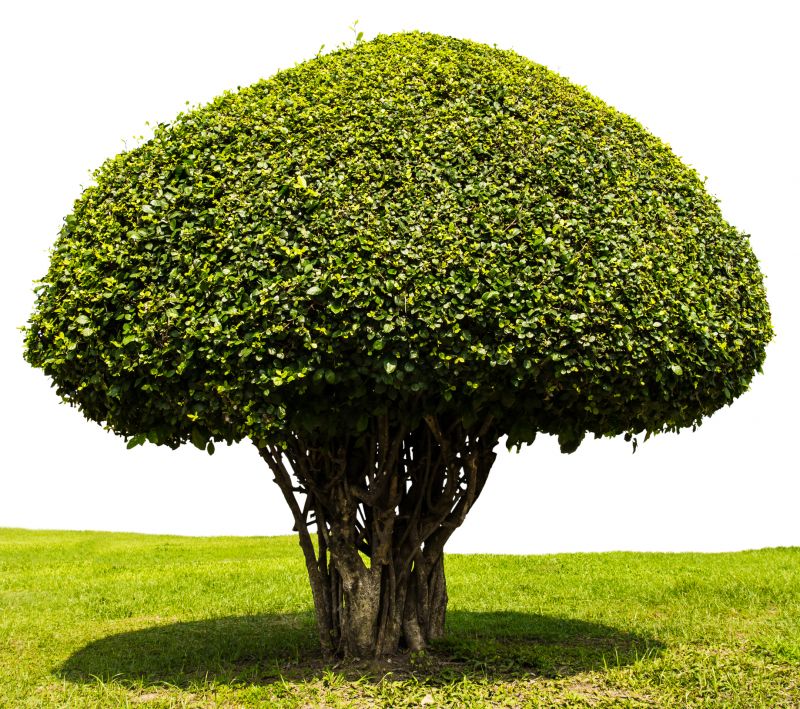 Trimmed Tree with Clear Structure
