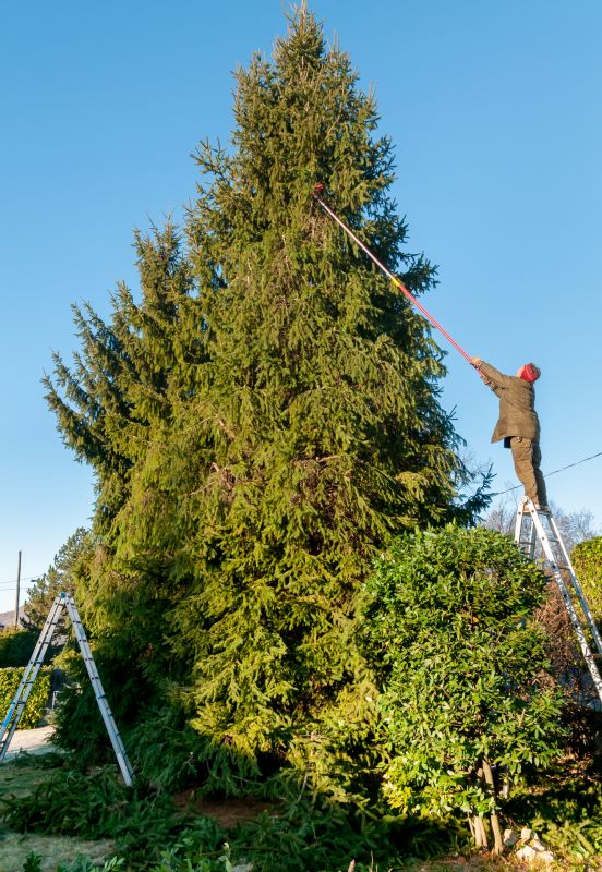 Trimmed Tree with Clear Skies