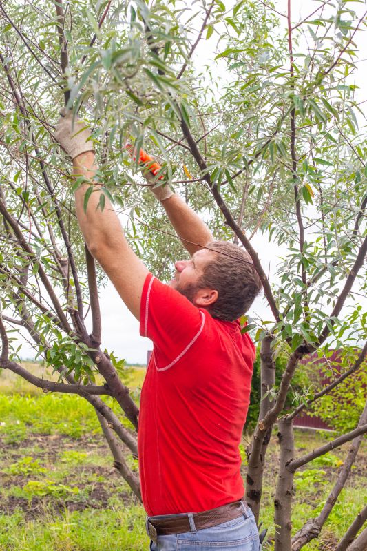 Proper Timing for Tree Trimming