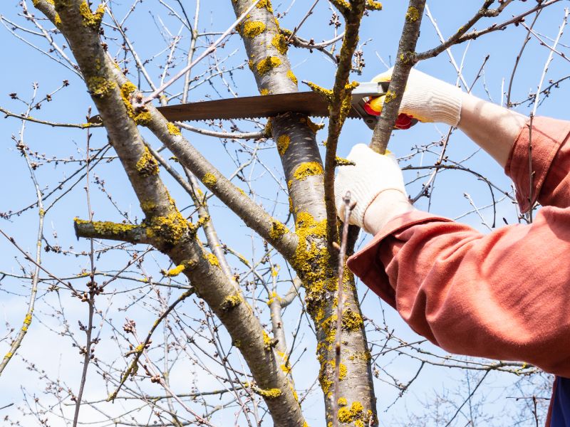 Landscaping Firms with Tree Services
